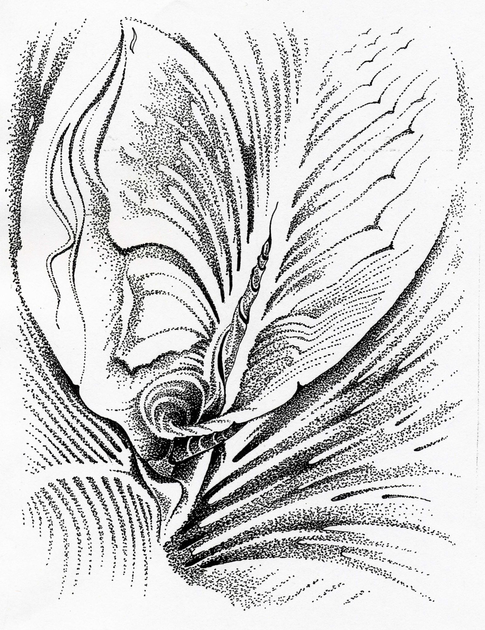 imagine 9_aripi fluturi randunele_metamorfoza